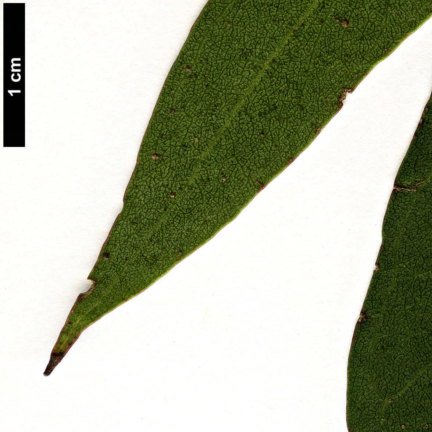 High resolution image: Family: Myrtaceae - Genus: Eucalyptus - Taxon: amygdalina × E.pauciflora High resolution image: Family: Myrtaceae - Genus: Eucalyptus - Taxon: amygdalina × E.pauciflora